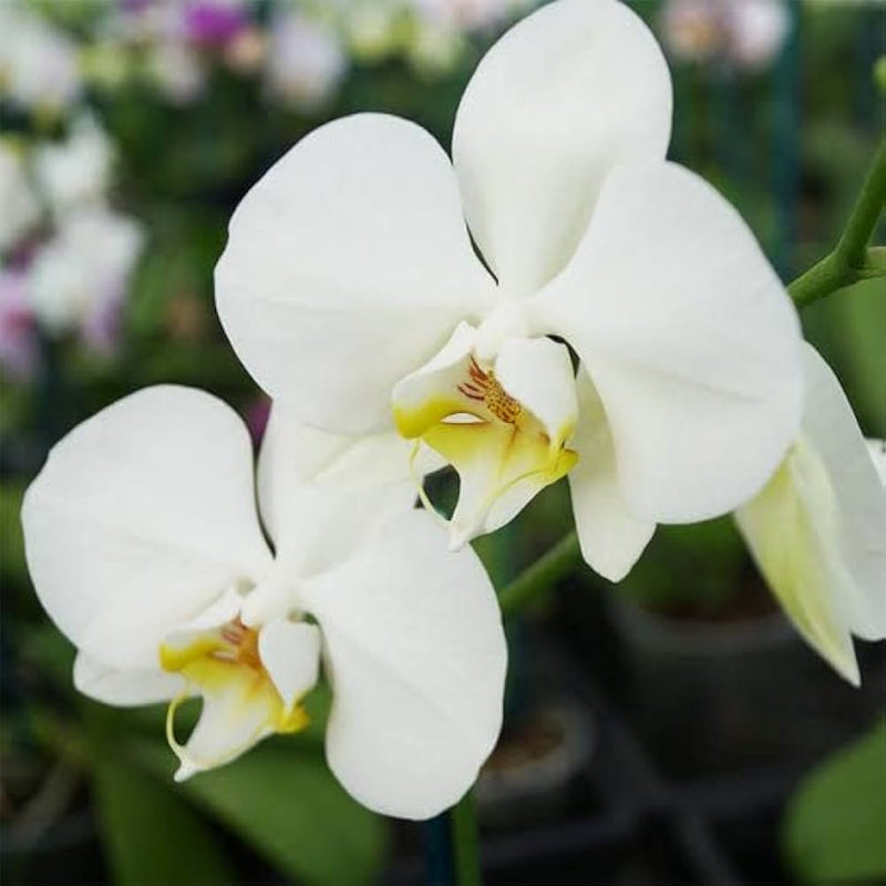 White Phalaenopsis Orchid Seeds Vibrant Colors Heirloom & GMO Free Seeds for Home Garden
 
 Sale
