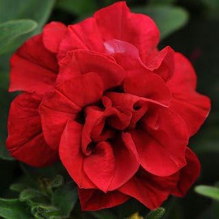 Double Wave Red Petunia Flower seeds for Planting - Low Maintenance, Heirloom & GMO Free Seeds for Home Garden
 
 Sale seeds for home garden