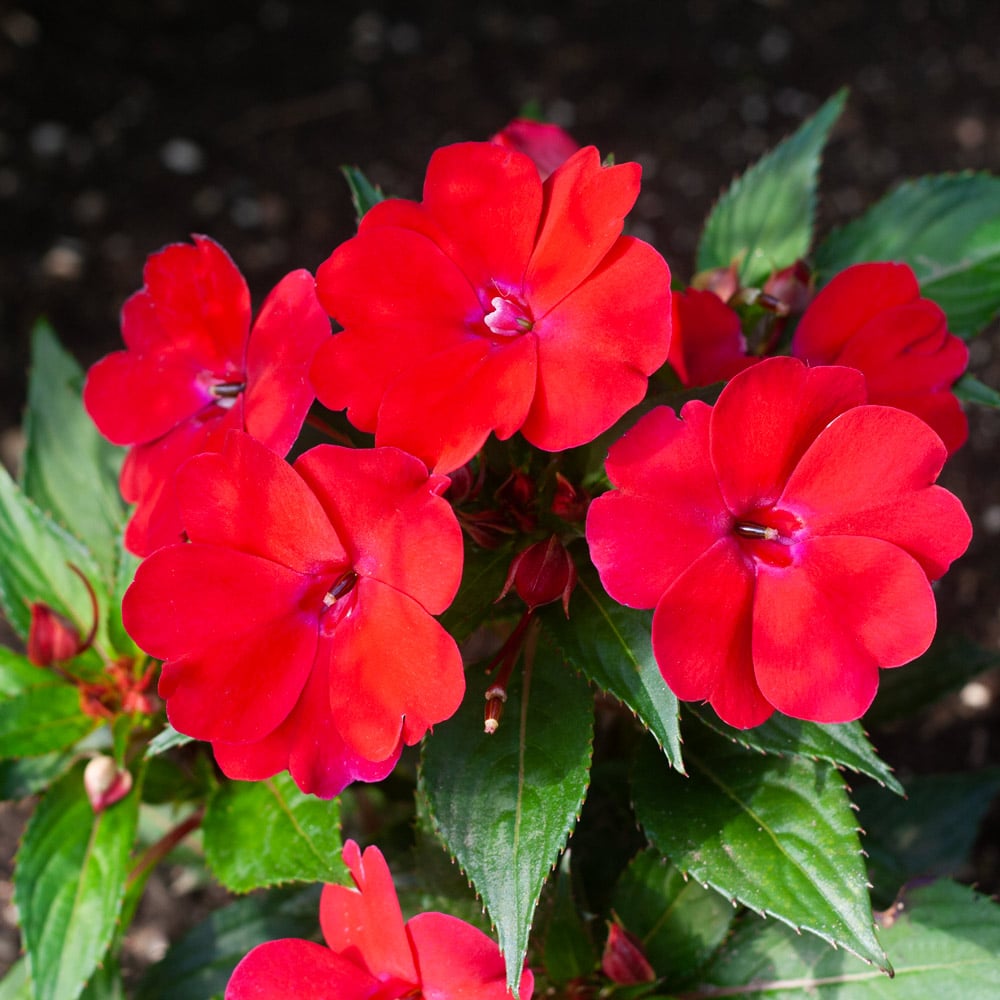 Impatiens Sun and Shade Scarlet Seeds for Planting Classic Red Flowers