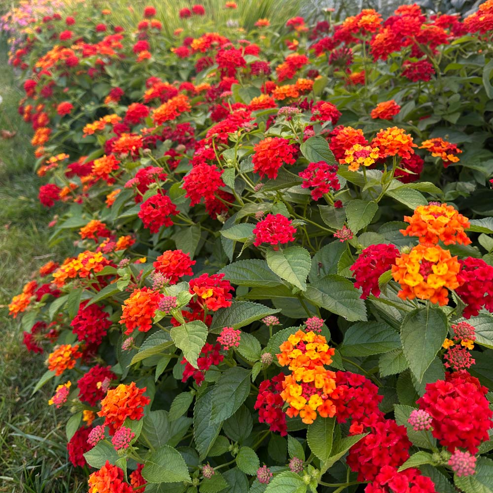Lantana Camara Flower seeds for Planting Cut Flower Favorite Heirloom & GMO Free Seeds for Home Garden