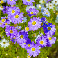 Purple Iberidifolia Flower seeds for Planting - Vibrant Colors, Heirloom & GMO Free Seeds for Home Garden