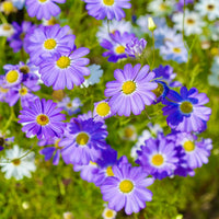 Blue Iberidifolia Flower seeds for Planting Sun Loving Heirloom & GMO Free Seeds for Home Garden 
 
 Sale seeds for home garden planting