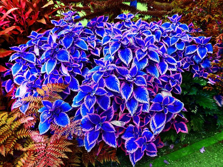 Bonsai Semi di Begonia Cortile Balcone Coleus Semi di Fiori