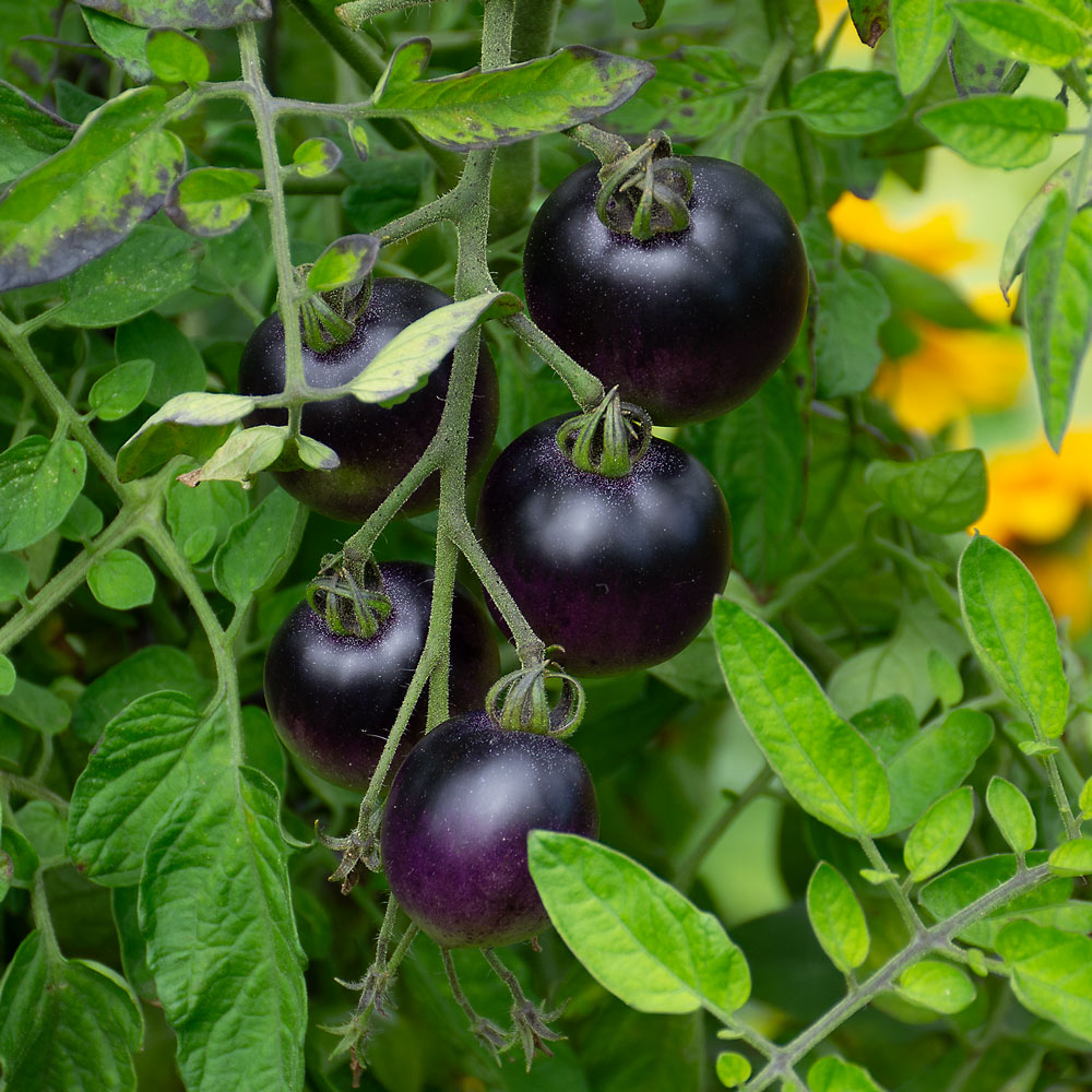 Black Cherry tomato growing in a raised garden bed with ripe fruit.