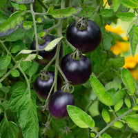 Black Cherry tomato growing in a raised garden bed with ripe fruit.