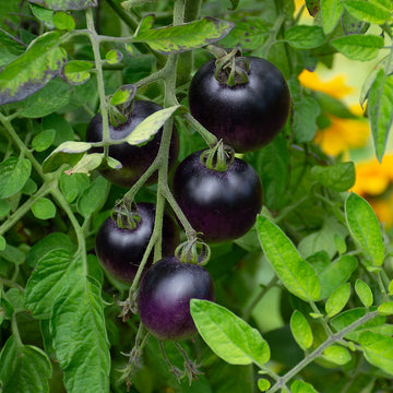 Black Cherry tomato growing in a raised garden bed with ripe fruit.