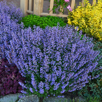 Blue Catmint Flower Seeds for Planting – Heirloom, Non-GMO, High Germination Organic Garden Seeds