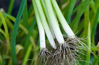 Fresh Autumn Giant leek onion vegetable ready for harvest