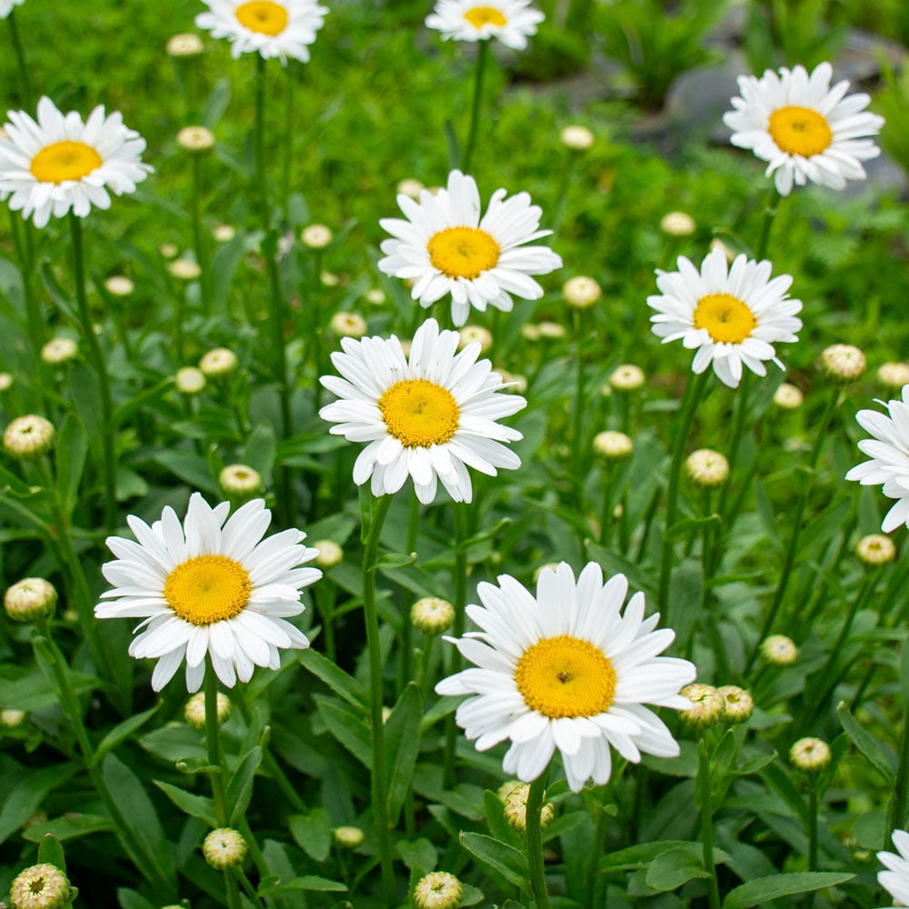 Leucanthemum Shasta Flower seeds for Planting - Seasonal Bloomer, Heirloom & GMO Free Seeds for Home Garden