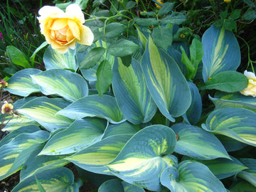 Sea Green Hosta Flower seeds for Planting - Compact Growth, Heirloom & GMO Free Seeds for Home Garden