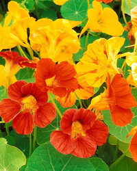 Nasturtium Flower seeds for Planting - Cottage Garden Essential, Heirloom & GMO Free Seeds for Home Garden