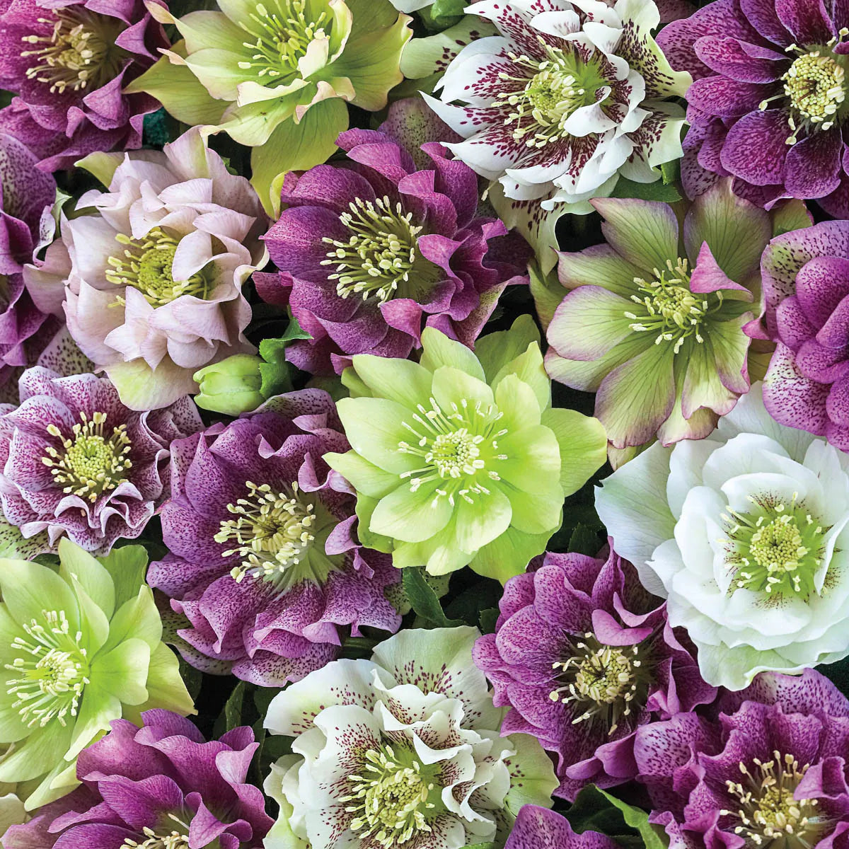 Heirloom Helleborus perennial flowers growing in a shaded garden border.