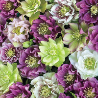 Heirloom Helleborus perennial flowers growing in a shaded garden border.