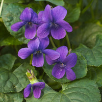 Viola Flower seeds for Planting Hardy Variety Heirloom & GMO Free Seeds for Home Garden