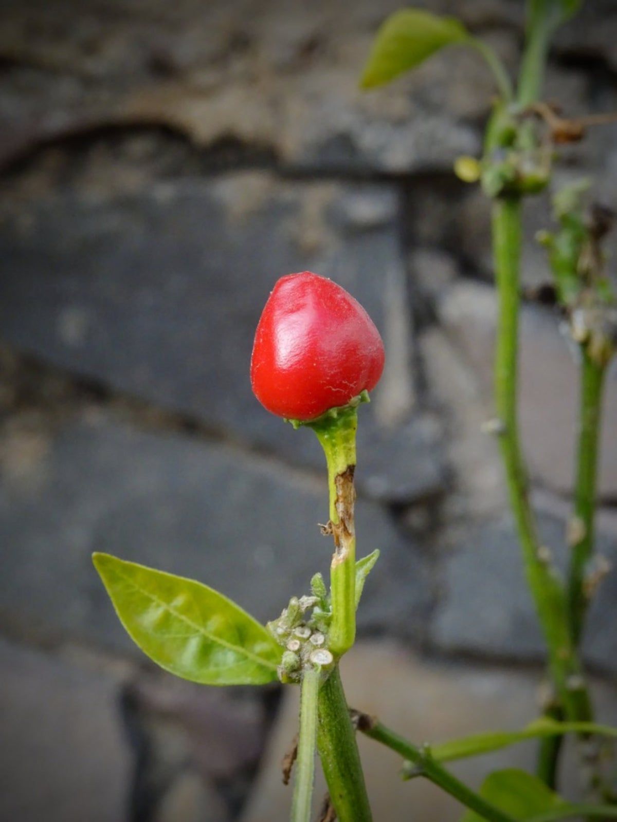 Small ripe Texas Chiltepin peppers on a compact plant