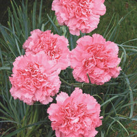 Pink Carnation Flower Seeds for Planting ,Seed Collection