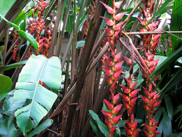 Heliconia Pogonantha Flower seeds for Planting - Bright Blooms, Heirloom & GMO Free Seeds for Home Garden
 
 Sale seeds for home garden