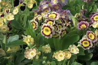 Primula Auricula plants displaying vibrant spring flowers in a container garden.
