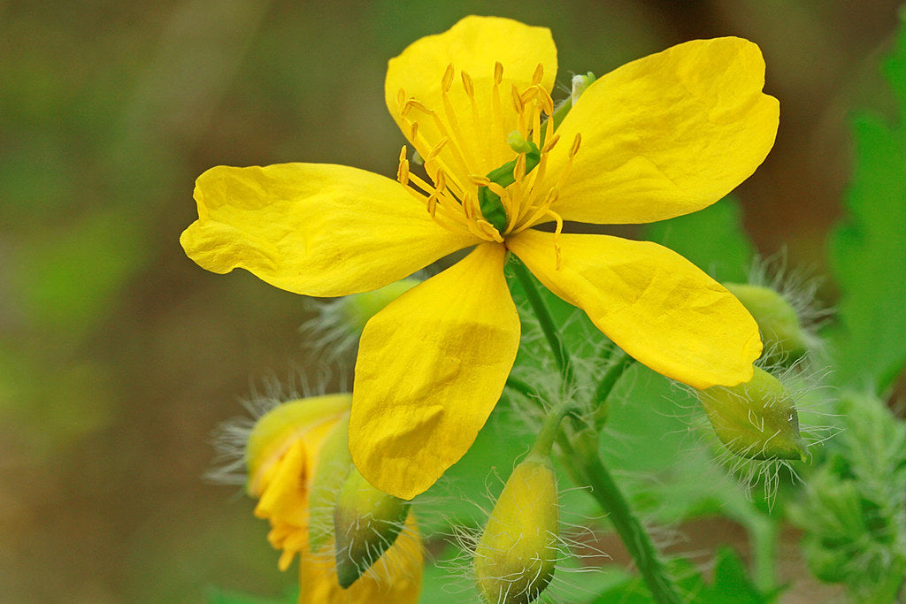 Yellow Chelidonium Flower seeds for Planting - Shade Tolerant, Heirloom & GMO Free Seeds for Home Garden