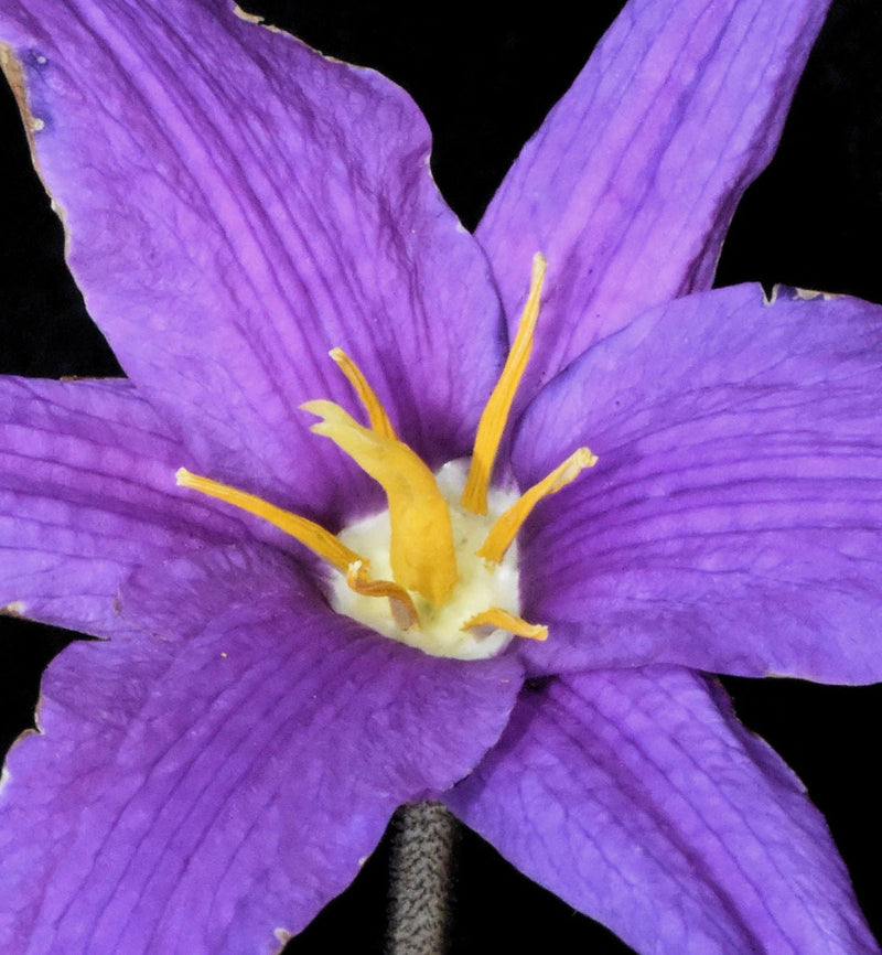 Xerophyta Viscosa Flower seeds for Planting Drought Tolerant Heirloom & GMO Free Seeds for Home Garden 
 
 Sale for planting in home garden