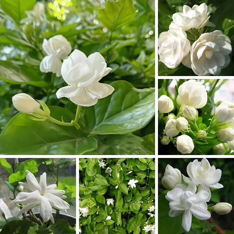 Jasmine Seeds for Planting – Fragrant Heirloom Flower Seeds for Home Garden