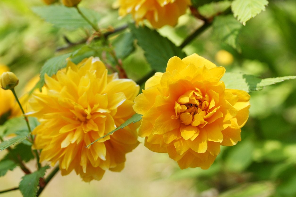 Yellow Kerria Japonica Flower Seeds Planting