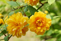 Yellow Kerria Japonica Flower Seeds Planting