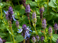Coleus Canina plant growing in a garden area