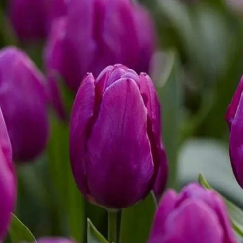 Aroma Tulip Flower seeds for Planting Pollinator Friendly Heirloom & GMO Free Seeds for Home Garden 
 
 Sale seeds for home garden planting