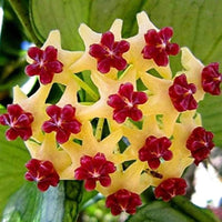 Canossa Flower seeds for Planting - Cut Flower Favorite, Heirloom & GMO Free Seeds for Home Garden
 
 Sale seeds for home garden