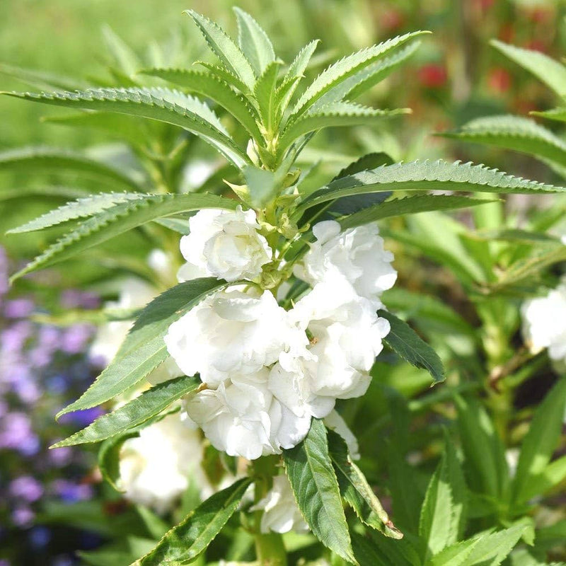 White Balsamina Flower seeds for Planting Wildflower Mix Heirloom & GMO Free Seeds for Home Garden 
 
 Sale seeds for home garden planting