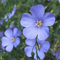 Linum Flower seeds for Planting Drought Tolerant Heirloom & GMO Free Seeds for Home Garden 
 
 Sale for planting in home garden