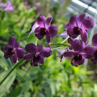 Dark Blue Dendrobium Flower seeds for Planting - Pollinator Friendly, Heirloom & GMO Free Seeds for Home Garden
 
 Sale seeds for planting in home garden