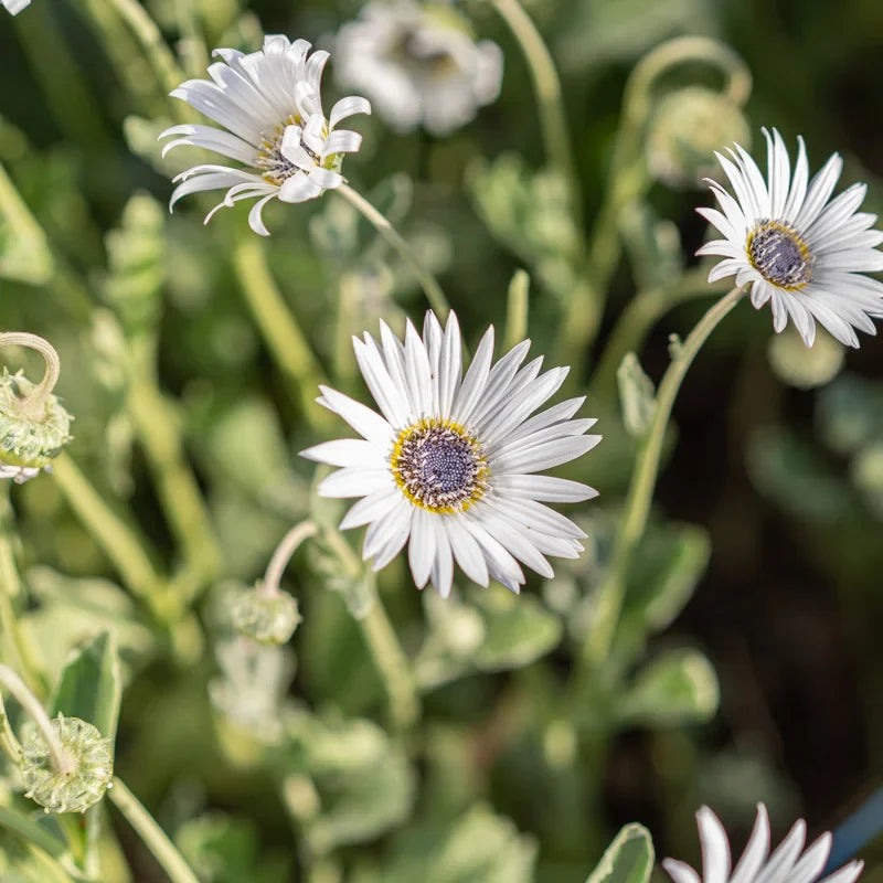 White Arctotis Flower seeds for Planting Long Bloom Season Heirloom & GMO Free Seeds for Home Garden 
 
 Sale seeds for home garden planting