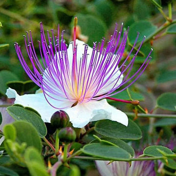 Alcaparras Flower seeds for Planting Pollinator Friendly Heirloom & GMO Free Seeds for Home Garden 
 
 Sale for planting in home garden