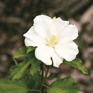 White Sharon Rose Flower seeds for Planting - Colorful Display, Heirloom & GMO Free Seeds for Home Garden
 
 Sale seeds for home garden