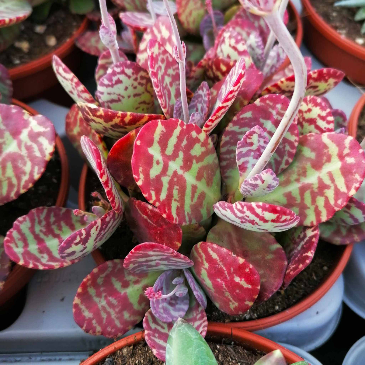 Kalanchoe Humilis Flower seeds for Planting Shade Tolerant Heirloom & GMO Free Seeds for Home Garden 
 
 Sale seeds for home garden planting
