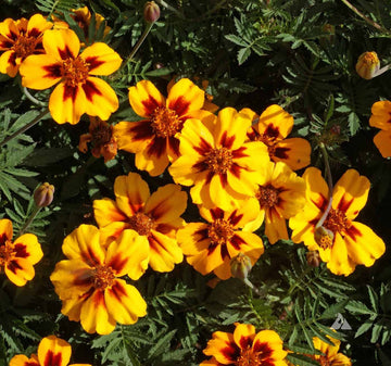 Marigold Marietta Flower seeds for Planting Vibrant Colors Heirloom & GMO Free Seeds for Home Garden 
 
 Sale seeds for home garden planting