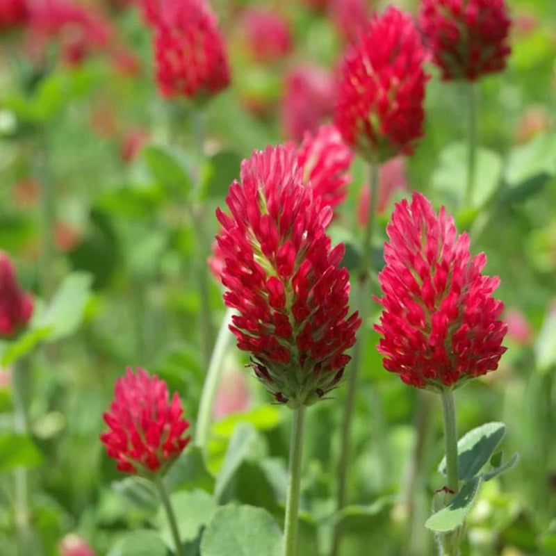 Red Crimson Flower seeds for Planting - Vibrant Colors, Heirloom & GMO Free Seeds for Home Garden
 
 Sale seeds for home garden