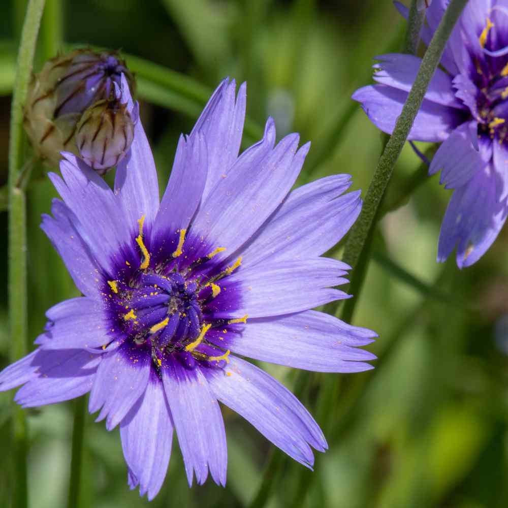 Cupid's Flower seeds for Planting Low Maintenance Heirloom & GMO Free Seeds for Home Garden 
 
 Sale seeds for home garden planting