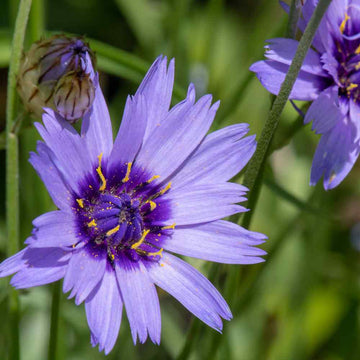 Cupid's Flower seeds for Planting Low Maintenance Heirloom & GMO Free Seeds for Home Garden 
 
 Sale seeds for home garden planting