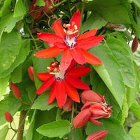Red Passiflora Flower seeds for Planting - Long Bloom Season, Heirloom & GMO Free Seeds for Home Garden