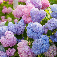 Mixed Hydrangea Flower seeds for Planting - Cottage Garden Essential, Heirloom & GMO Free Seeds for Home Garden