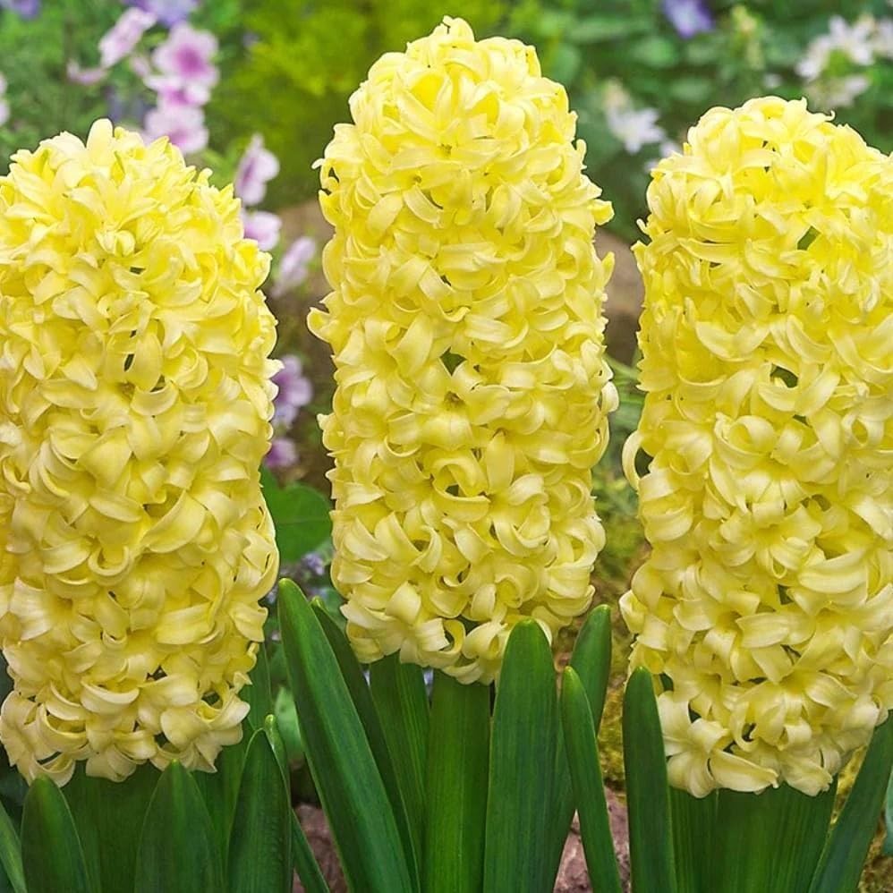 MultiColour Hyacinthus Orientalis Flower seeds for Planting Premium Quality Heirloom & GMO Free Seeds for Home Garden 
 
 Sale