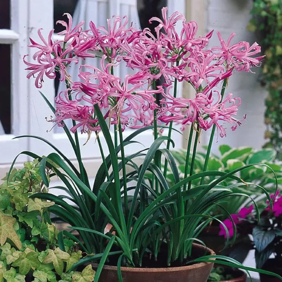 Clusters of soft pink Agapanthus blossoms with lush green foliage.
