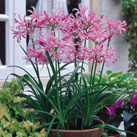 Clusters of soft pink Agapanthus blossoms with lush green foliage.
