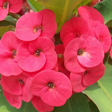 Milii Flower seeds for Planting - Wildflower Mix, Heirloom & GMO Free Seeds for Home Garden