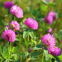 Heirloom Persian Clover Flower seeds for Planting Hardy Variety Heirloom & GMO Free Seeds for Home Garden