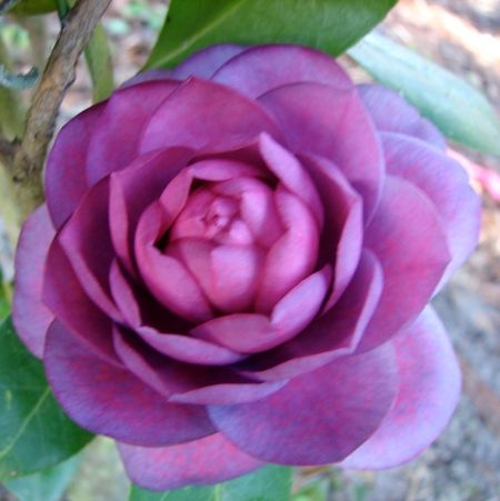 Violet Camellia Flower seeds for Planting Cut Flower Favorite Heirloom & GMO Free Seeds for Home Garden