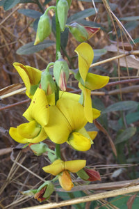 Chipilin herb growing in a kitchen garden with healthy foliage